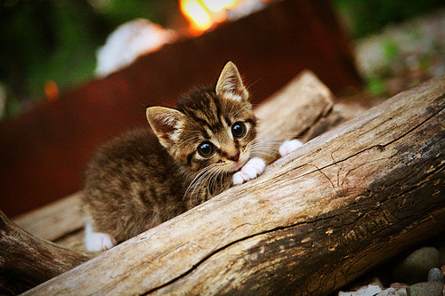 中国男篮战术多样化，中国男篮技术统计