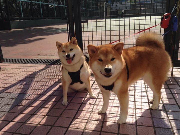 冰壶训练营青少年组首次增设体能项目，冰壶 训练