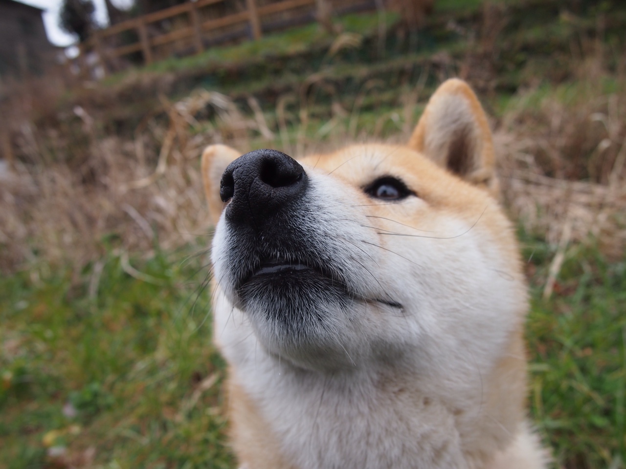 博塔弗戈新星突破成亮点,博塔弗戈ds